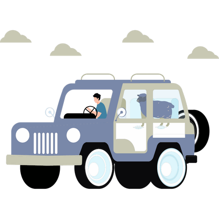 Boy is going to deliver sheep on the jeep  Illustration