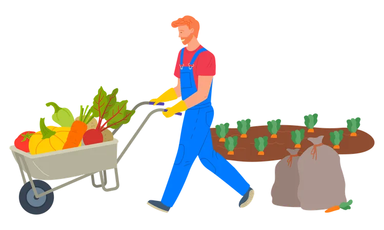 Boy is loading vegetables in trolley  일러스트레이션
