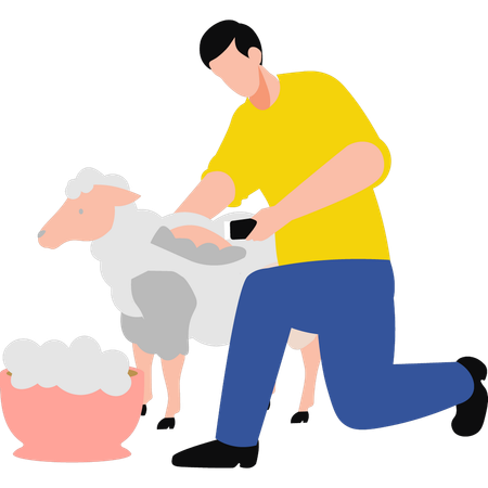 Boy shearing sheep  イラスト