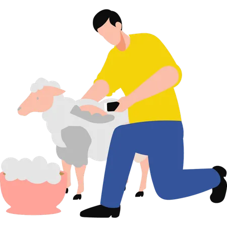 The Boy Is Shearing Sheep Illustration