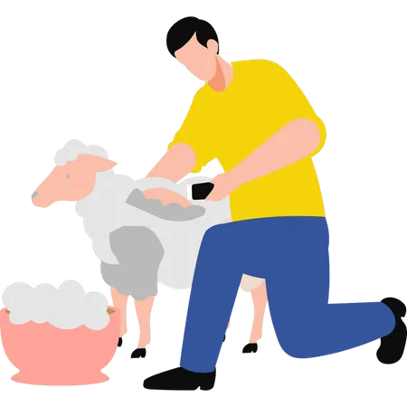 Boy shearing sheep  Illustration