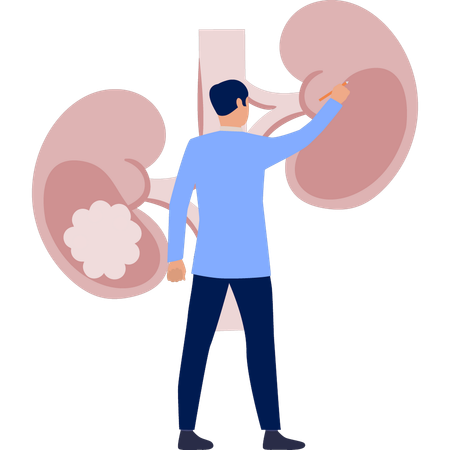 Boy  working on human lungs  Illustration