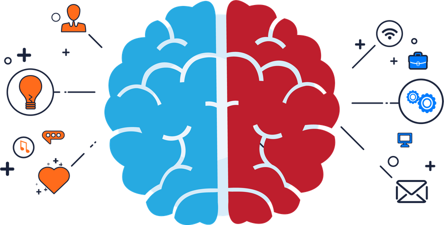 Brain divided into two hemispheres  Illustration