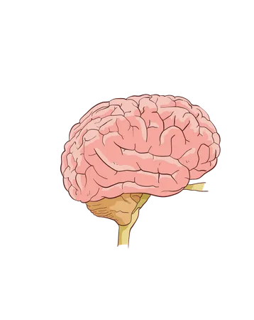 Brain  Illustration