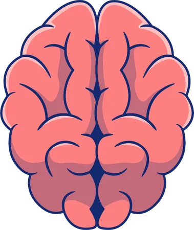 Brain  Illustration