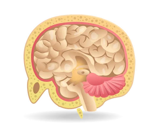 Brain  Illustration