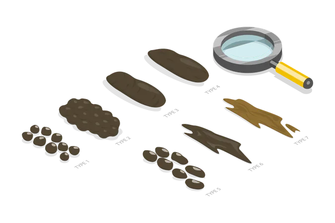 3 D Isometric Flat Vector Illustration Of Bristol Stool Chart Faeces Type Images And Description Illustration