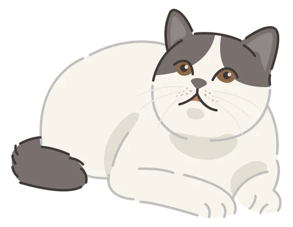 British shorthair cat  Illustration