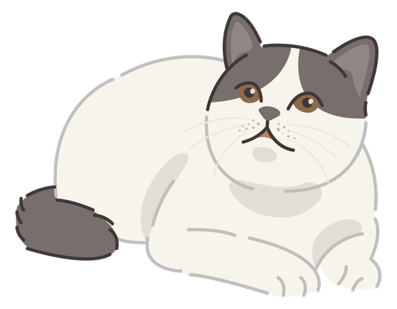 British shorthair cat  Illustration