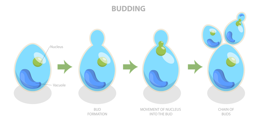 Budding Process and Brewers yeast reproduction  Illustration