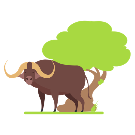 Buffalo at zoo  Illustration