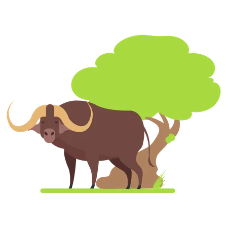 Buffalo at zoo  Illustration