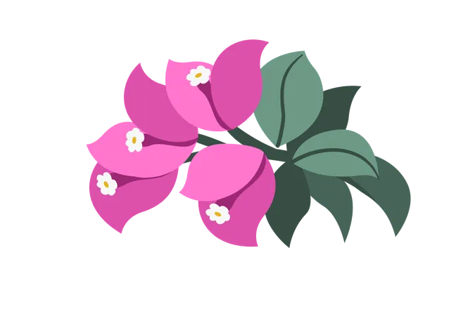 Flor de buganvilla  Illustration