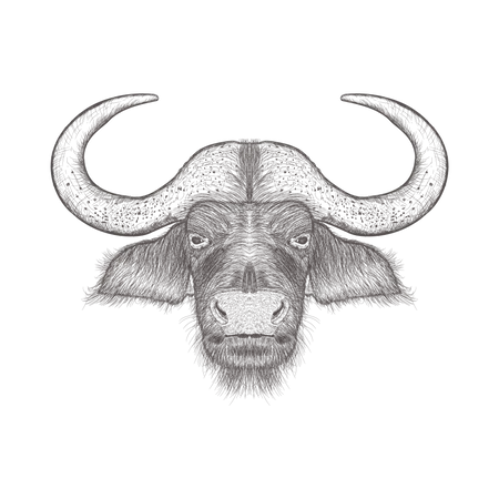 Bull  Illustration