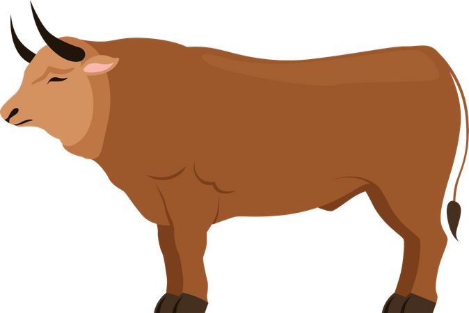 Bull  Illustration