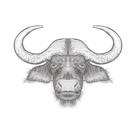 Bull  Illustration