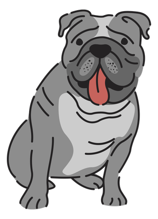 Bulldog  Illustration