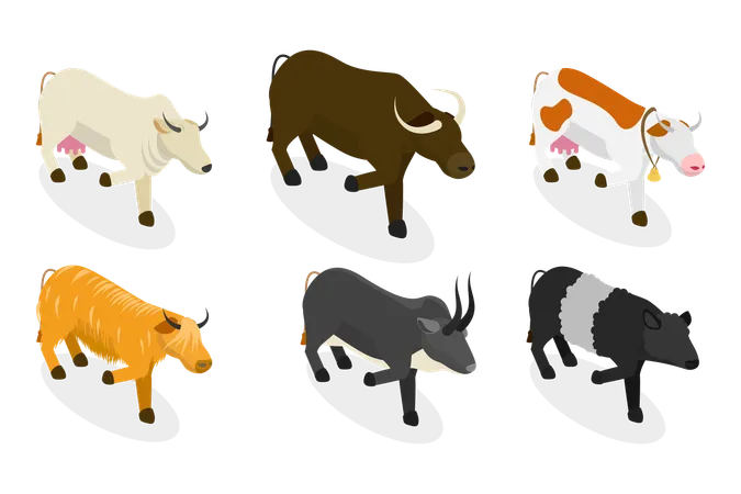 3 D Isometric Flat Vector Set Of Bulls And Cows Farm Animals Illustration