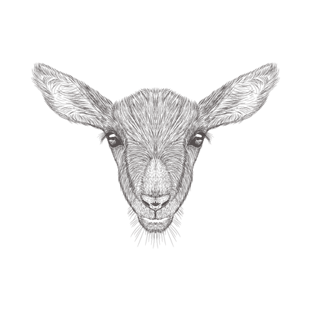 Cabeza de cabra  Ilustración