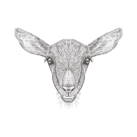 Cabeza de cabra  Ilustración