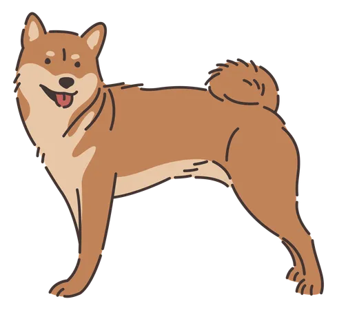 Cachorro Shiba Inu  Ilustração