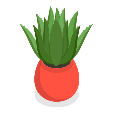 Cactus  Illustration