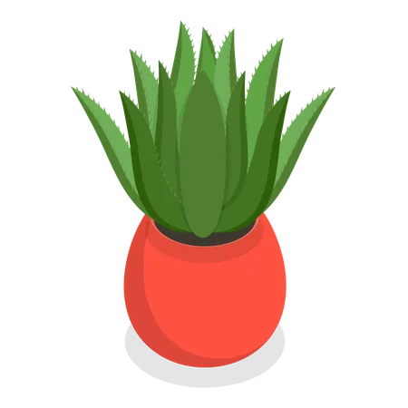 Cactus  Illustration