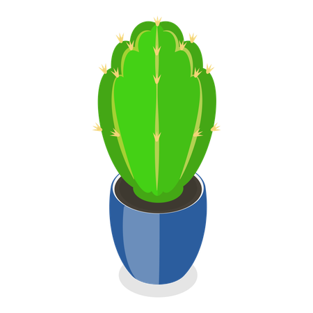 Cactus  Illustration