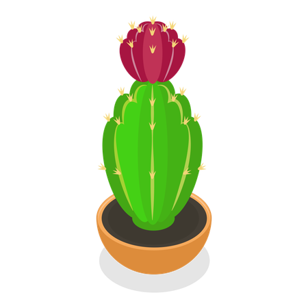 Cactus  Ilustración