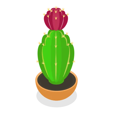 Cactus  Ilustración