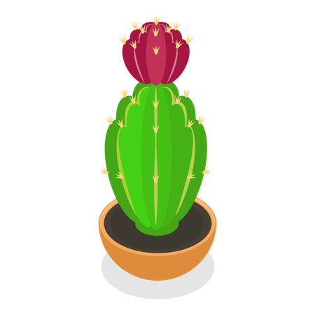Cactus  Ilustración