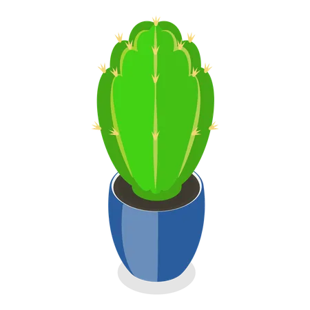 Cactuses  Illustration