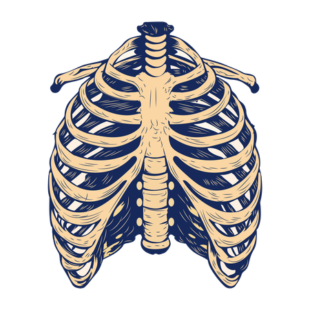 Rib cage  Illustration