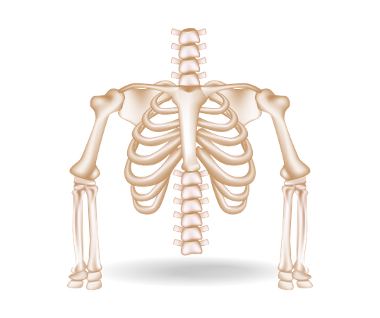 Rib cage  Illustration