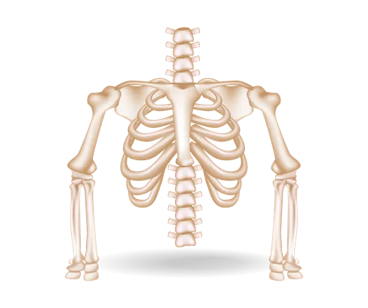 Rib cage  Illustration