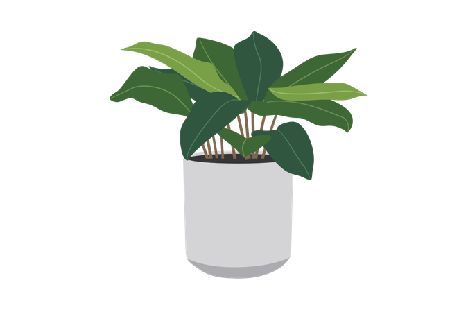 Calathea ornata  Illustration