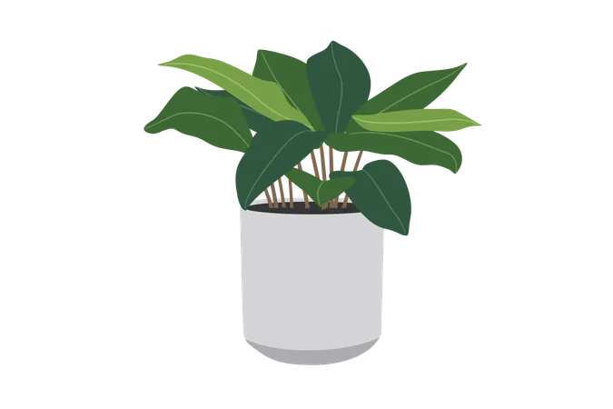 Calathea ornata  Illustration