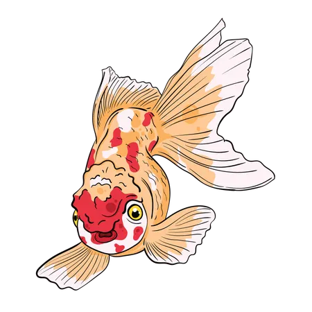 Calico Goldfish  Illustration