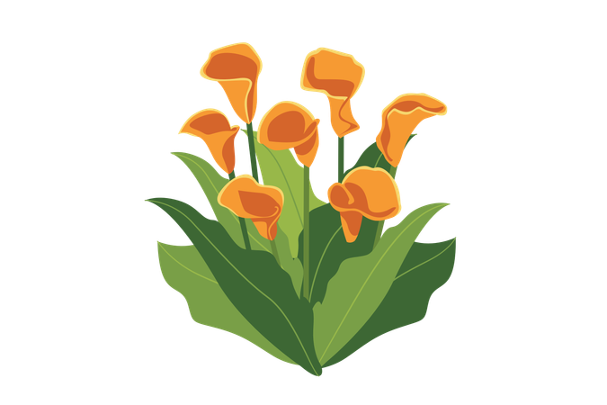 Calla Lily Indoor Plant  Illustration