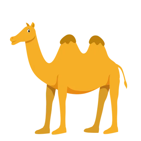 Camel  Illustration
