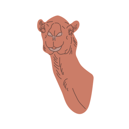 Camel head  Illustration