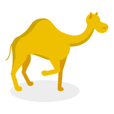 Camel  Illustration