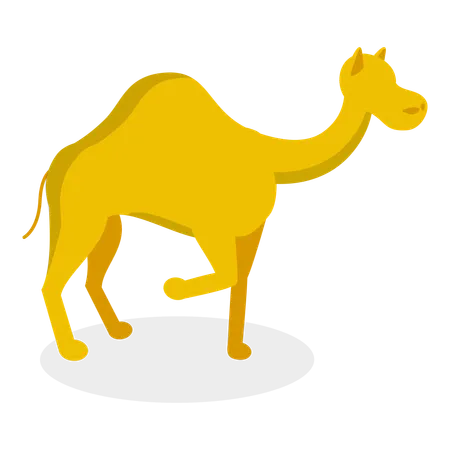 Camel  Illustration