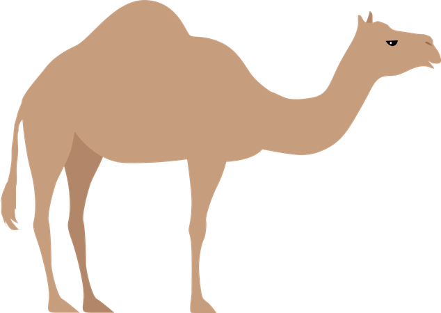 Camel  Illustration