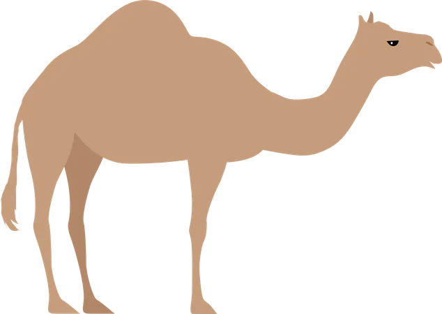 Camel  Illustration