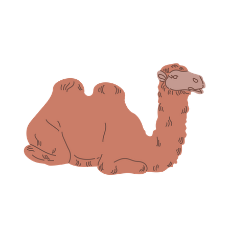 Camel  Illustration