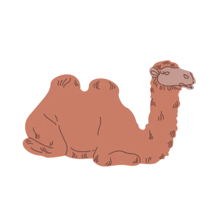 Camel  Illustration