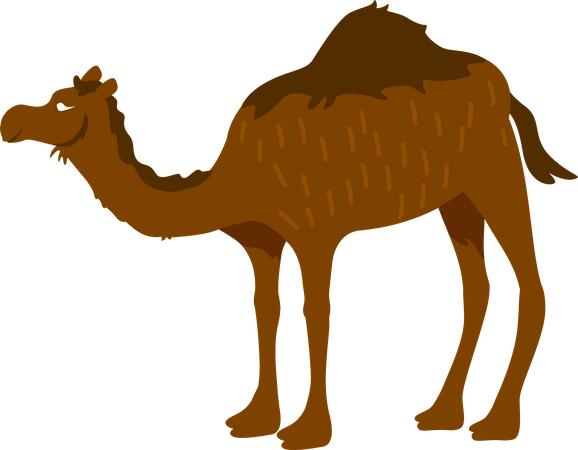 Camelo  Ilustração