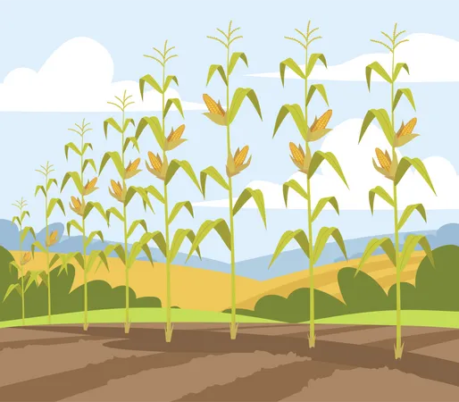 Cosecha De Maiz En Otono Produccion Local De Alimentos Frescos Fila De Plantas En Crecimiento Con Vegetales Ecologicos Maduros Ilustración