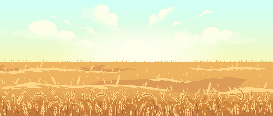 Campo de trigo dourado  Ilustração